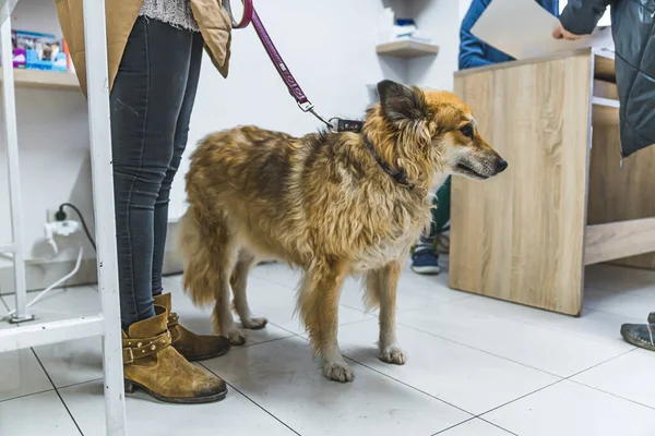 Pies Smyczy Właścicielem Klinice Weterynaryjnej Wysokiej Jakości Zdjęcie — Zdjęcie stockowe