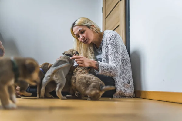 気になる白人の若い大人の女性が部屋の木製の床に座って 保存された混合品種の子犬と遊ぶ 仮設住宅のコンセプト 高品質の写真 — ストック写真
