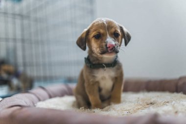 Yatağında soluk burunlu, sevimli, utangaç, melez köpek yavrusu. Geçici evde yavruları kurtardım. Tam boy kapalı çekim. Yüksek kalite fotoğraf
