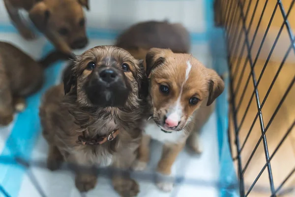 Closeup portrait of adorable mix-breed homeless puppies inside their temporary home. Puppy dogs sit inside dog cage on training pads. High quality photo