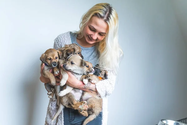 小さな子犬の大きなグループを保持する女性ボランティア 高品質の写真 — ストック写真