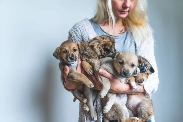 5匹の子犬を抱えている無名の女性ボランティア 高品質の写真 — ストック写真