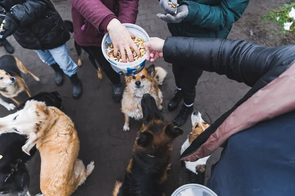 Shelter dogs wait for treats. Unrecognizable volunteers at private dog shelter share various dogs snacks to give to homeless dogs. Outdoor shot. High quality photo