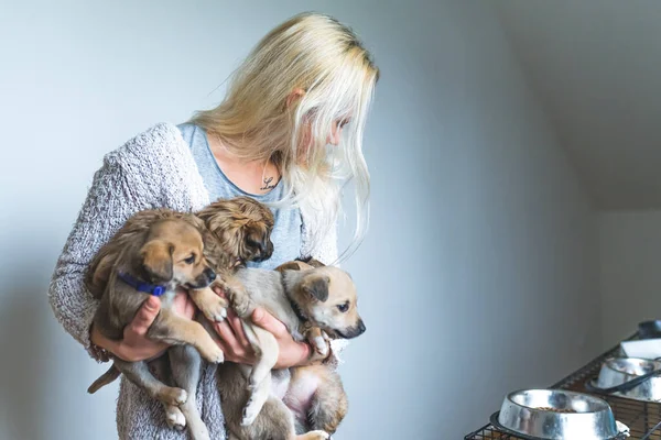 食事の準備時間 金髪の白人の若い成人女性が腕の中で子犬を救い 食事を準備している様子を屋内で撮影しました 仮設住宅のコンセプト 高品質の写真 — ストック写真