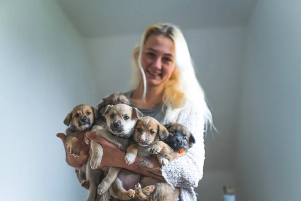 犬の養子縁組の概念 5匹の混合品種を持つ若い成人の白人女性は 彼女の腕の中で子犬の犬を救いました 仮設住宅のコンセプト 高品質の写真 — ストック写真