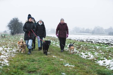 Hayır kurumunda çalışan işçilerin tasmalı bir yürüyüşe barınak köpekleri çıkardıkları uzun metrajlı bir çekim. Kış havası ve çimlerin üzerinde kar. Yüksek kalite fotoğraf
