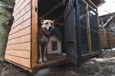 Yaşlı uzun boylu melez köpek tahta kafesin içinde duruyor ve açık ağızlıklı kameraya bakıyor. Açık hava çekimi. Özel hayvan barınağı. Yüksek kalite fotoğraf