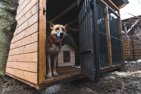 Elder tall mixed-breed dog standing inside wooden cage house and looks at camera with open muzzle. Outdoor shot. Private animal shelter. High quality photo