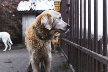 Hayvanlar için yardım ve gönüllülük. Golden Retriever 'ı özel köpek barınağı tesisinde metal çitlerin içinden yan yan bakan eski sevimli bir karışım. Açık hava portresi. Yüksek kalite fotoğraf