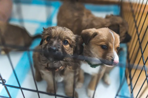 Temporary home for rescued dogs. Indoor portrait of adorable innocent mix-breed puppies sitting on training pads. Shot through black metal dog cage. High quality photo