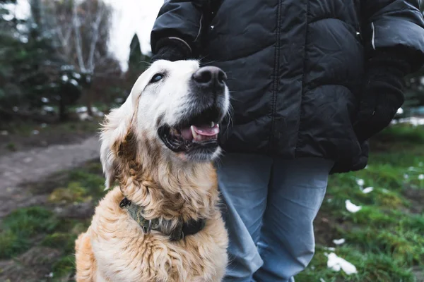 Portrait of happy adult shelter dog with happy expression. Golden retriever mix-breed dog loves being pet on head. Private shelter for homeless dogs. High quality photo