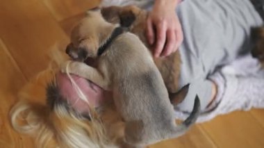 Bilinmeyen cinsten neşeli, kurtarılmış kahverengi köpek yavrusu geçici evin kadın sahibiyle oynuyor. Burun yalama ve köpek öpme. İnsanlar ve hayvanlar arasındaki aşk. Yüksek kalite 4k görüntü