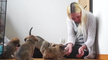 Bilinmeyen cinsten neşeli, kurtarılmış kahverengi köpek yavrusu geçici evin kadın sahibiyle oynuyor. Burun yalama ve köpek öpme. İnsanlar ve hayvanlar arasındaki aşk. Yüksek kalite 4k görüntü