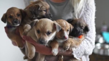 Kurtarılan yavrular için geçici bir ev. Kollarında beş küçük kahverengi köpek yavrusu tutan tanınmayan biri. Arka plan bulanık. Kapalı çekim. Yüksek kalite 4k görüntü
