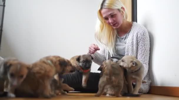 Woman Volunteer Her Rescued Little Puppies High Quality Footage — Stock Video
