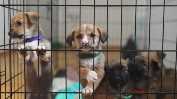 Cachorros Rescatados Hogar Acogida Voluntario Imágenes Alta Calidad — Vídeo de stock