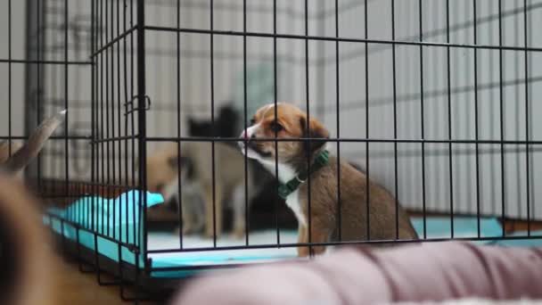 Vorübergehende Unterkunft Für Gerettete Hunde Innenporträt Von Entzückenden Unschuldigen Mischlingswelpen — Stockvideo