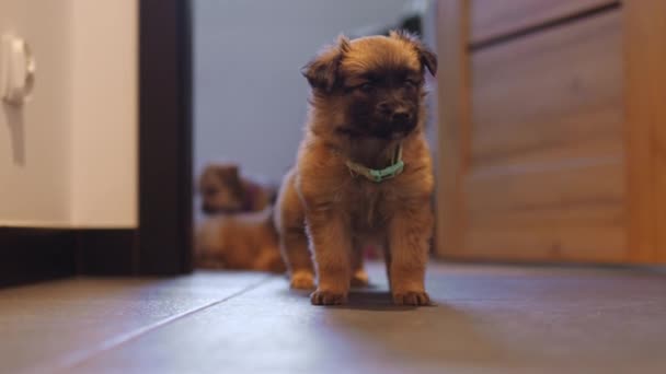 三个被救的小狗在一个义工寄养家庭 高质量的4K镜头 — 图库视频影像