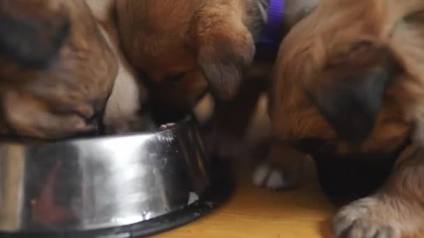 Pequeños Cachorros Raza Desconocida Pocos Meses Edad Comen Carne Tazón — Vídeo de stock