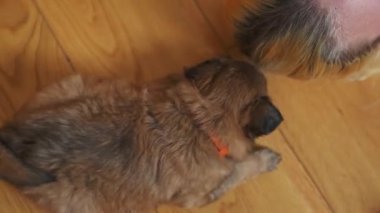Köpekler için geçici bir ev. Yüksek açılı bakış açısı ve sevgi dolu beyaz, genç bir kadın yere uzanmış ve göğsünde ve ahşap zeminde kahverengi köpek yavrularıyla oynuyor.