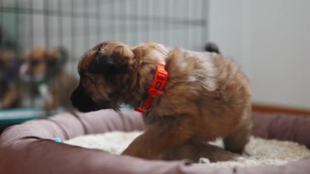Carino Timido Piccolo Cane Cucciolo Razza Mista Con Naso Scolorito — Video Stock