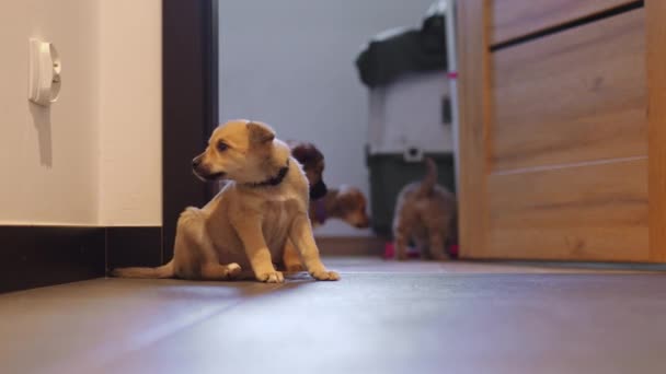 Minunat Mic Câine Rasă Mixtă Stă Podea Interiorul Casei Sale — Videoclip de stoc