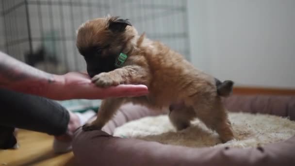 Gönüllü Bir Koruyucu Ailede Küçük Bir Köpek Yavrusunu Kurtardım Yüksek — Stok video