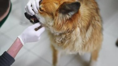 Veterinerlik konsepti. Rutin diş kontrolünden geçen melez köpeğin kapalı alanda çekilmiş portresi. Beyaz eldivenli beyaz bir veteriner bir köpeğin dişlerine dokunuyor. - Evet. Yüksek kalite 4k görüntü