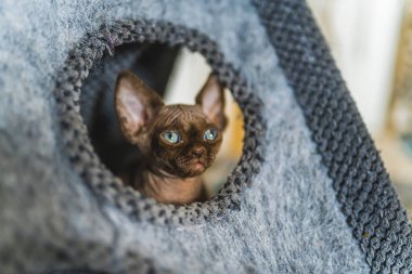 Kedi evinde oturan kahverengi Devon Rex kedisi. Yüksek kalite fotoğraf