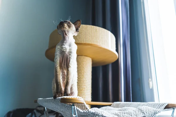Low angle shot of a Devon rex cat sitting and looking up with a scratching post in the background. Pet concept. Wide shot. Low angle. High quality photo