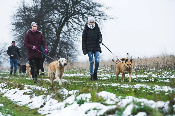 stock image Outdoor view of three volunteers - two woman in the foreground and one man in the background - walking with shelter dogs. Voluntary walks with shelter dogs. Winter season. High quality photo