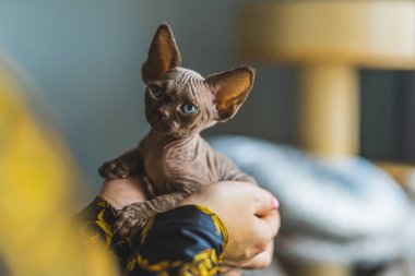 Bir Devon Rex kedisi bir kadının ellerinde oturuyor ve ona bakıyor. Hayvan konsepti. Orta boy. Yüksek kalite fotoğraf