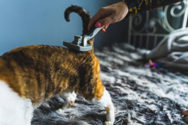 Yatağın üzerinde dikilen Devon Rex kedisi. Hayvan konsepti. Orta boy. Yüksek kalite fotoğraf