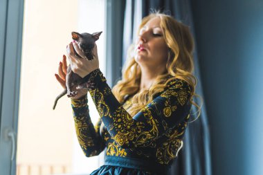 Devon Rex 'in yavru kedisini havada tutan kadın. Yüksek kalite fotoğraf