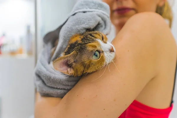 Close-up shot of a cat in a blanket held by a woman. Pet concept. High quality photo