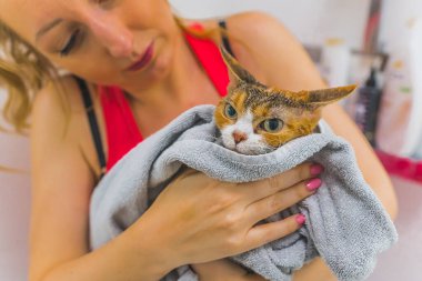 Duştan sonra havluya sarılmış Devon Rex 'in ıslak kedisini tutan kadın. Yüksek kalite fotoğraf