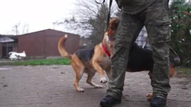 Köpekler için umumi bir barınak değil. Dört sevimli, mutlu, orta melez köpek bir gönüllüyle yürüyüşe çıkmak için dışarı çıktı. Açık hava çekimi. Yüksek kalite 4k görüntü