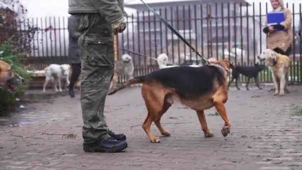 Stray Dogs Shelter Outdoor High Quality Footage — Vídeo de Stock