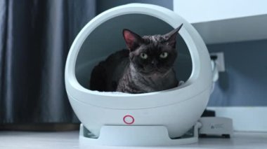 Devon Rex cat on a smart bed with thermoregulation. High quality 4k footage