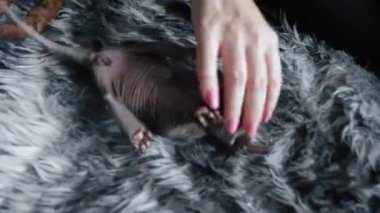 Close-up of two hands playing with Devon Rex kitten. High quality 4k footage