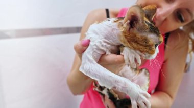 Woman holding wet Devon Rex cat after giving him a shower . High quality 4k footage