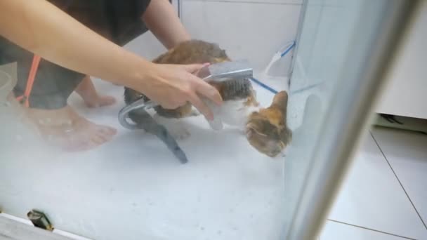 Overhead View Woman Washing Devon Rex Cat Shower High Quality — Stockvideo