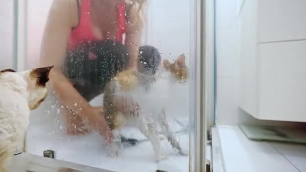 Woman Washing Devon Rex Cat Shower High Quality Footage — Vídeos de Stock