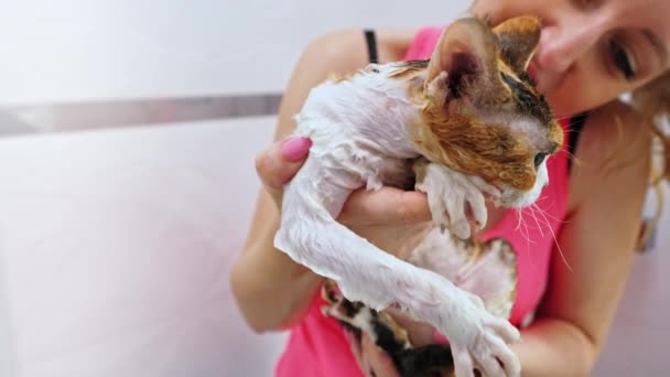 Woman Holding Wet Devon Rex Cat Giving Him Shower High — Stok video