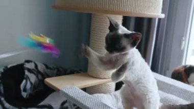 Devon Rex cats playing with a toy fishing rod. High quality 4k footage