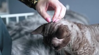 Woman hand stroking tortoiseshell Devon Rex cat under head. High quality 4k footage