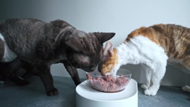Brown Devon Rex Cat Eating Pet Food Out Bowl High — Vídeo de stock