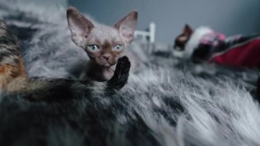 Pointed chocolate Devon Rex cat on the bed. High quality 4k footage