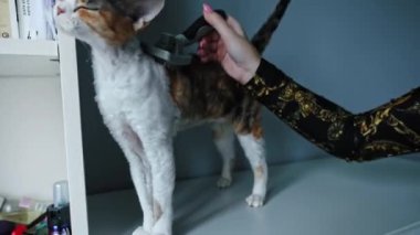 Unrecognizable woman brushing calico tortoiseshell Devon Rex cat . High quality 4k footage