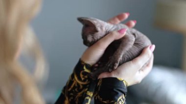 Woman holding little Devon Rex kitten in the air. High quality 4k footage